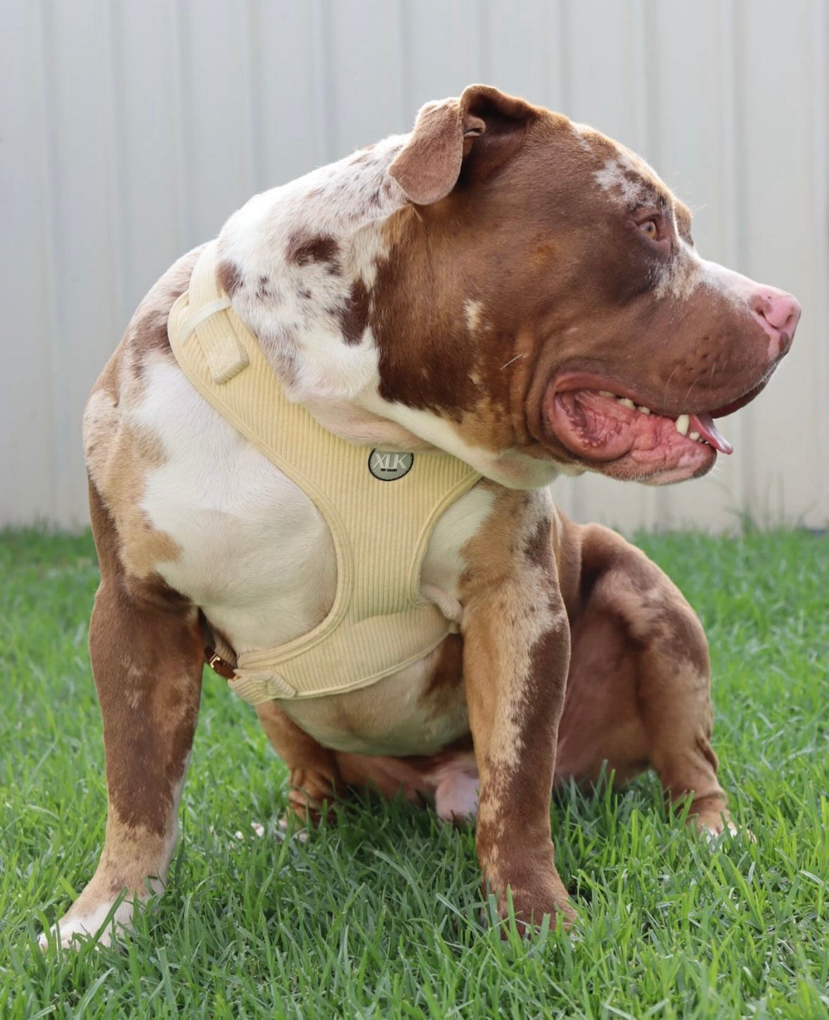 Corduroy Dog Harness