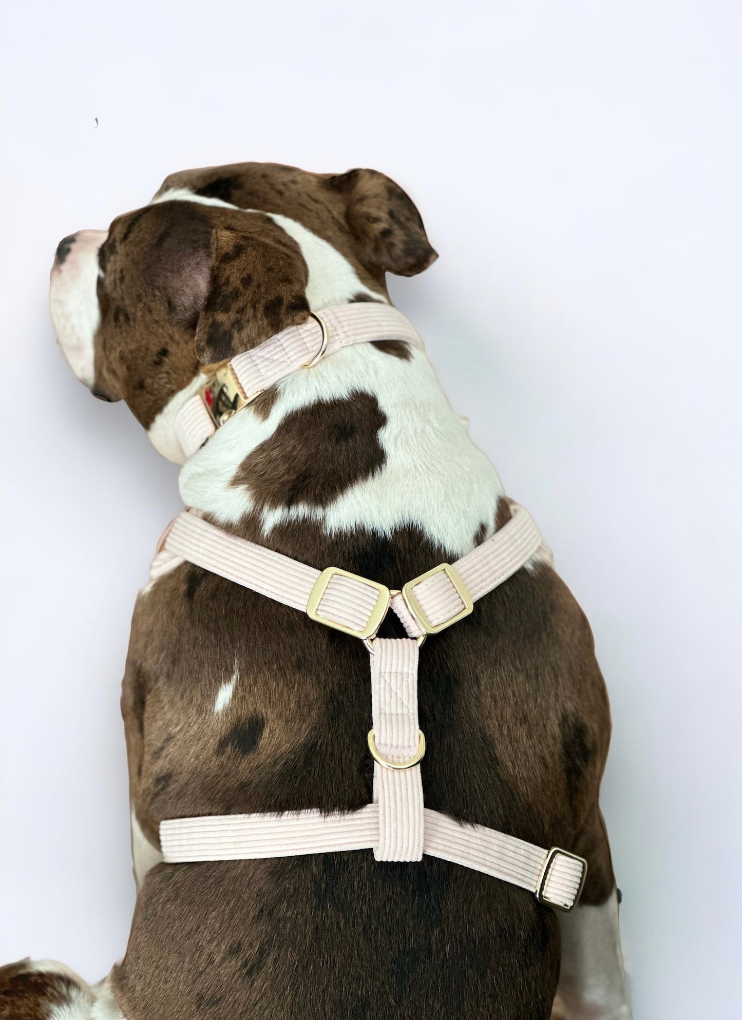 Corduroy Dog Harness