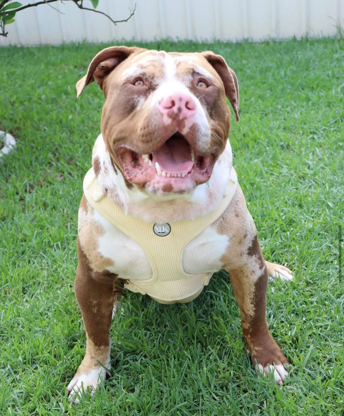 Corduroy Dog Harness