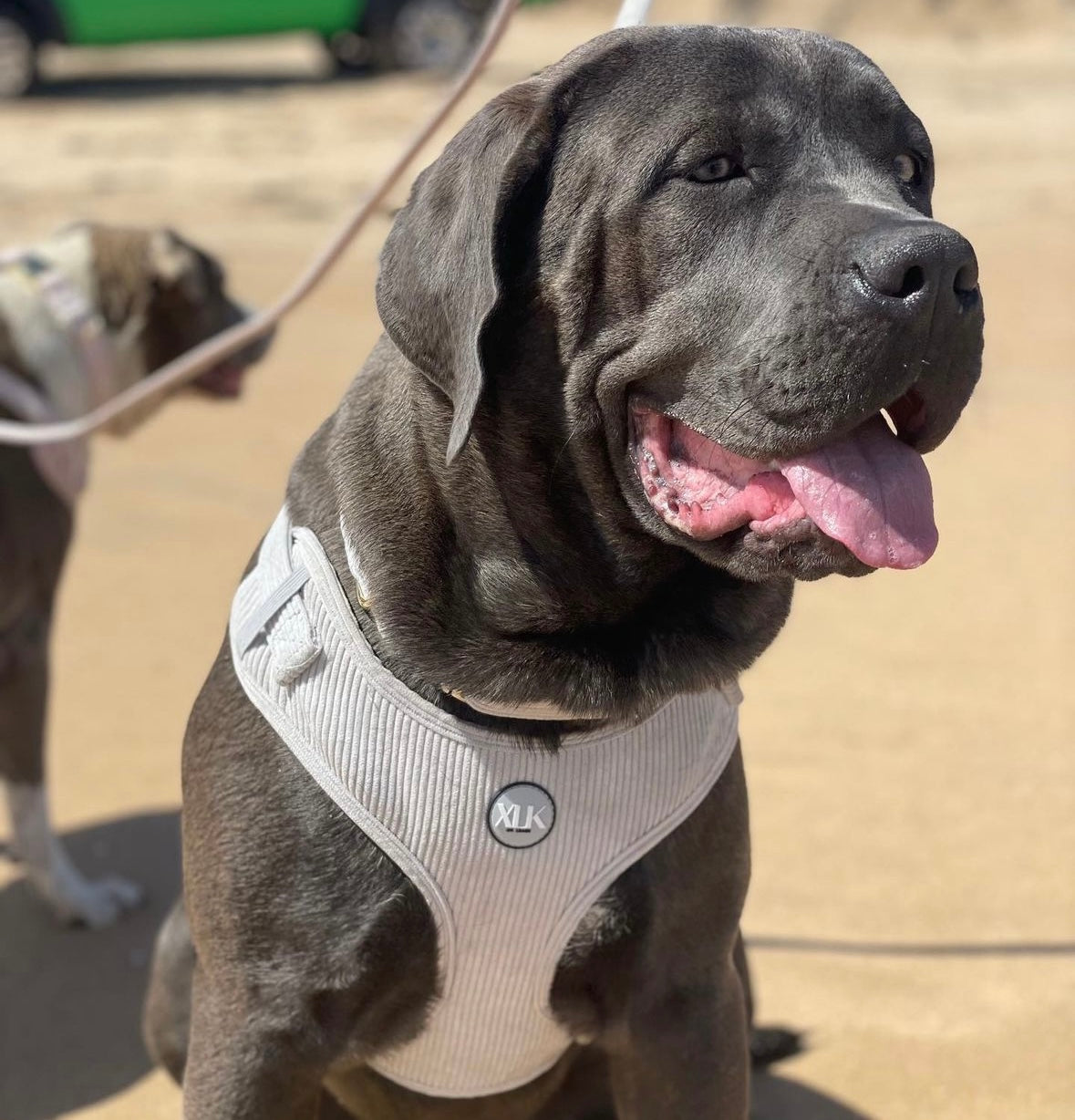 Corduroy Dog Harness