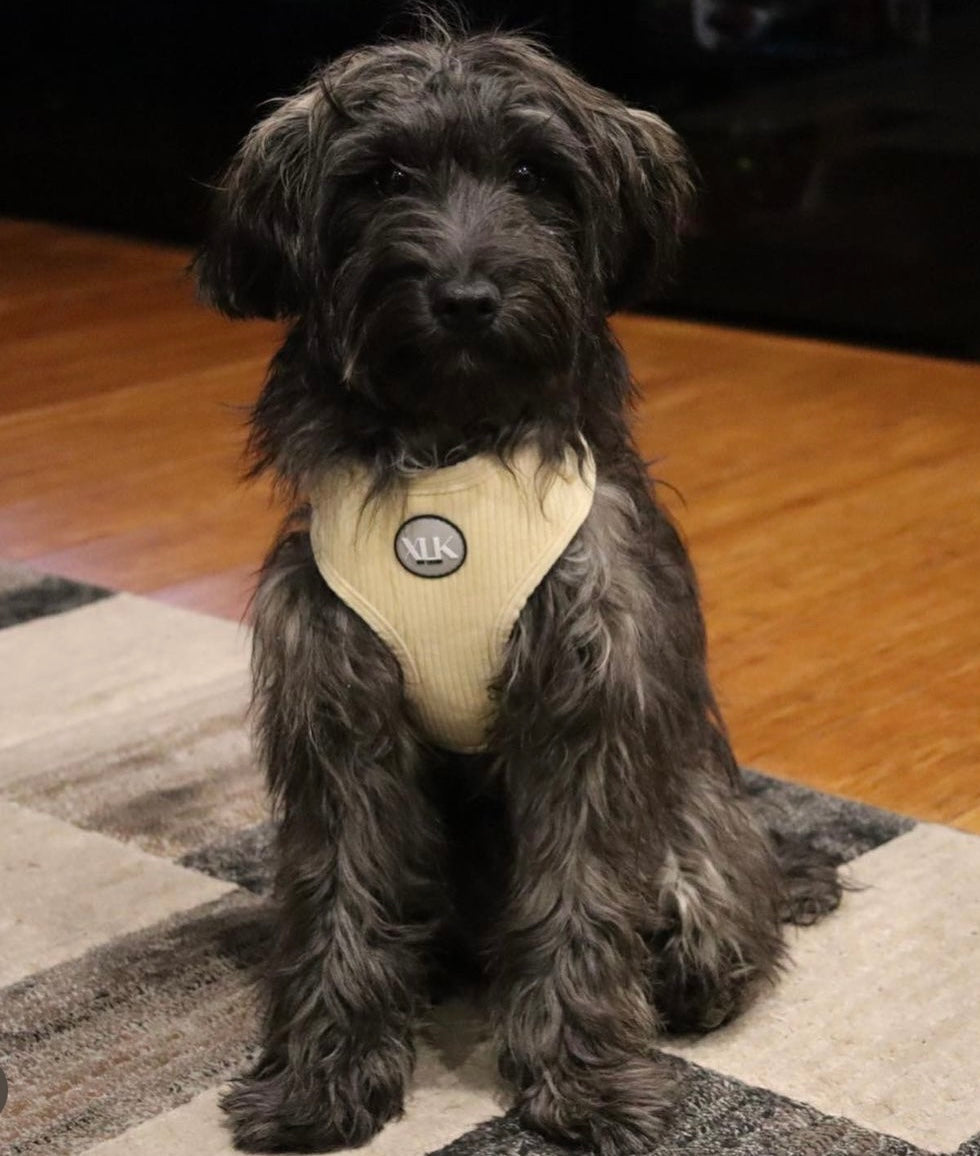 Corduroy Dog Harness